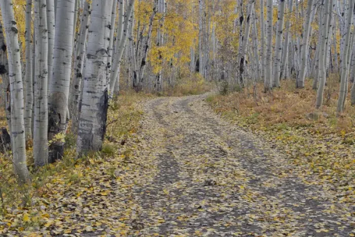 Framed Print : Fallen Aspen Leaves in Fall Keebler Pass, Colorado on Dirt Road Framed Print : Fallen Aspen Leaves in Fall Keebler Pass, Colorado on Dirt Road