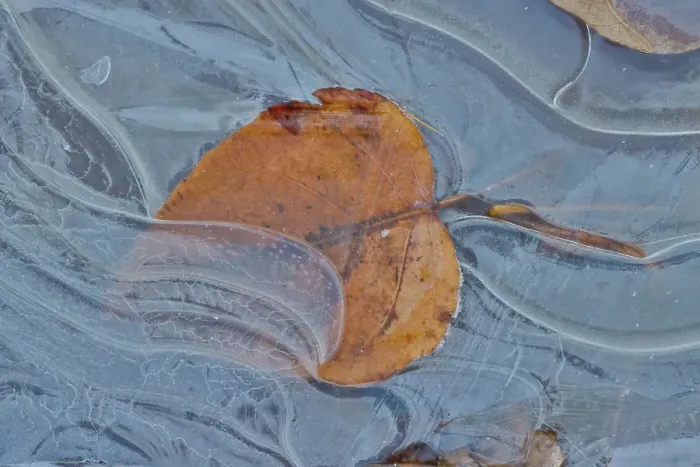 Framed Print : Fallen cottonwood leaf frozen in puddle of ice Framed Print : Fallen cottonwood leaf frozen in puddle of ice