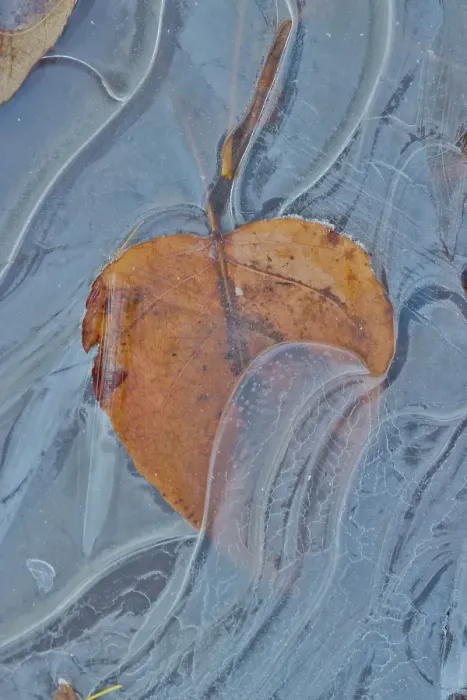 Framed Print : Fallen cottonwood leaf frozen in puddle of ice Framed Print : Fallen cottonwood leaf frozen in puddle of ice