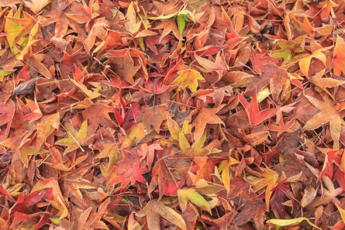 Framed Print : Fallen frosty Fall colored Maple Leaves, morning, Mill Creek, WA, USA Framed Print : Fallen frosty Fall colored Maple Leaves, morning, Mill Creek, WA, USA