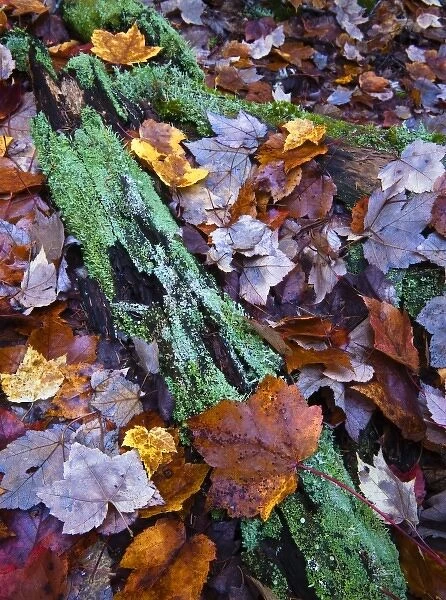 Fallen leaves and lichen log, Acadia National Park, Maine