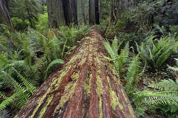 Fallen Redwood tree and ferns. Redwood National Park, California