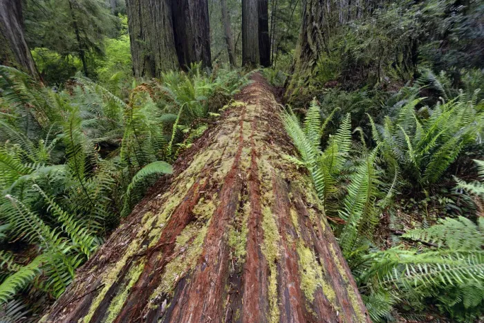 Framed Print : Fallen Redwood tree and ferns. Redwood National Park, California Framed Print : Fallen Redwood tree and ferns. Redwood National Park, California