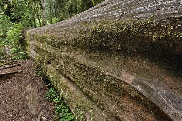Fallen redwood tree. Redwood National Park, California