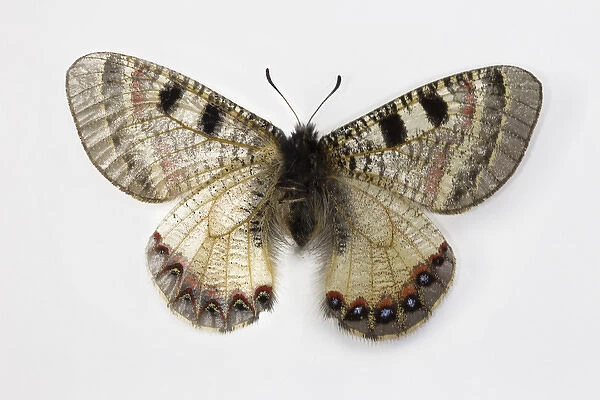 The False Apollo Butterfly, Archon apollinus, comparing the top wing and bottome wing