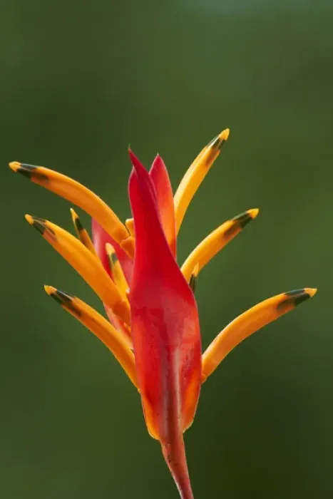 Framed Print : False Bird-Of-Paradise Flower (Heliconia psittacorum), Nadi, Viti Levu, Fiji, South