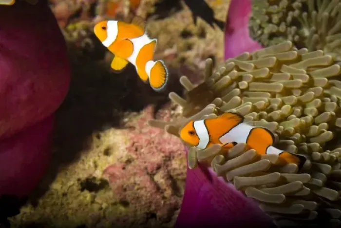 Framed Print : False Clown Anemonefish (Amphiprion ocellaris), Similan Islands National Marine Park