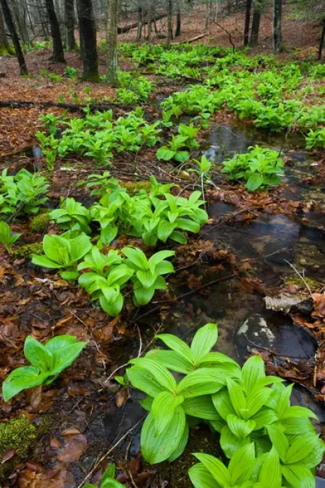 Framed Print : False Hellebore, Veratrum viride, next to a small stream in Devils Hopyard State Framed Print : False Hellebore, Veratrum viride, next to a small stream in Devils Hopyard State