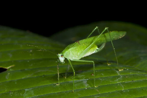 False Leaf Katydid. Yasuni National Park, Amazon Rainforest ECUADOR. South America