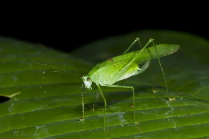 Framed Print : False Leaf Katydid. Yasuni National Park, Amazon Rainforest ECUADOR. South America Framed Print : False Leaf Katydid. Yasuni National Park, Amazon Rainforest ECUADOR. South America