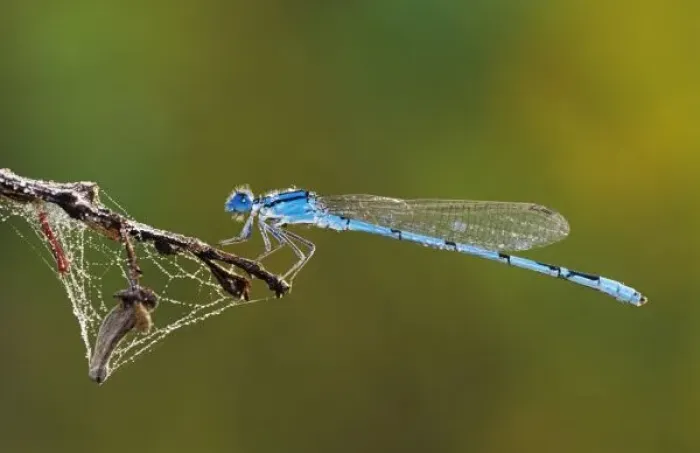 Framed Print : Familiar Bluet, Enallagma civile, male with dew, Willacy County, Rio Grande Valley