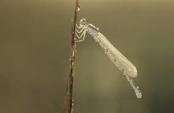 Framed Print : Familiar Bluet, Enallagma civile, female with dew, Willacy County, Rio Grande Valley
