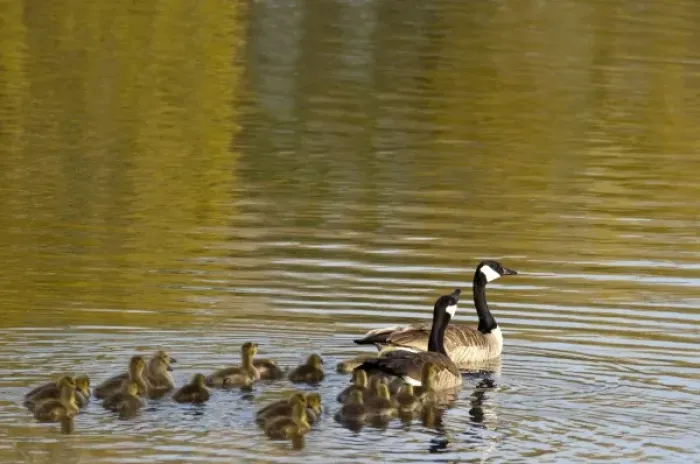 Framed Print : Family of Canada Geese in pond at Ninepipe WMA in the Mission Valley of Montana Framed Print : Family of Canada Geese in pond at Ninepipe WMA in the Mission Valley of Montana