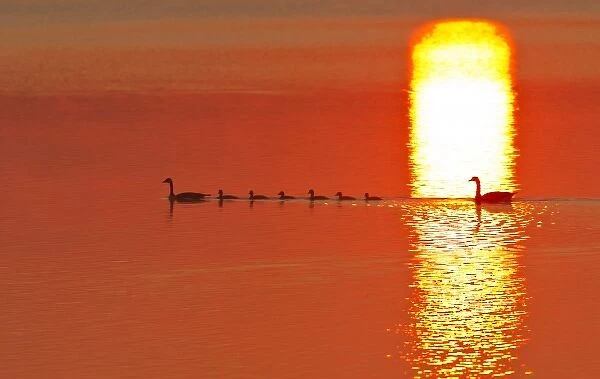 Family of Canada geese silhouetted by rising sun reflection in Medicine Lake National