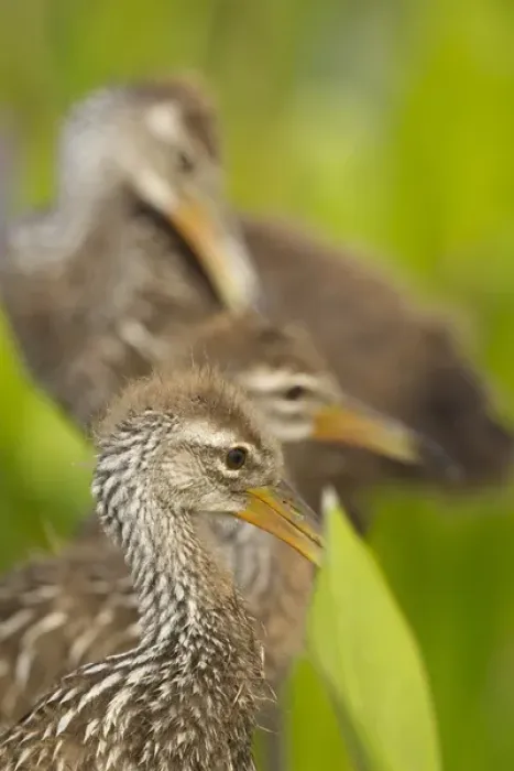 Framed Print : A family of Limpkin chicks, Aramus guarana, Viera wetlands, Florida Framed Print : A family of Limpkin chicks, Aramus guarana, Viera wetlands, Florida