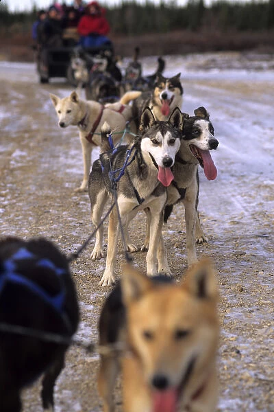 Famous Dog sledding team tundra near Churchill Northern Studies Centre Churchill