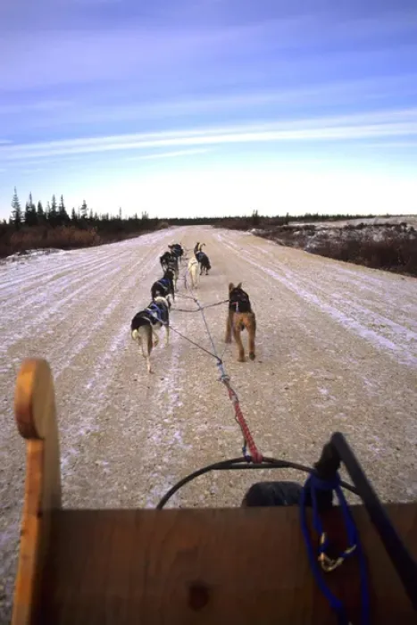 Framed Print : Famous Dog sledding team tundra near Churchill Northern Studies Centre Churchill Framed Print : Famous Dog sledding team tundra near Churchill Northern Studies Centre Churchill