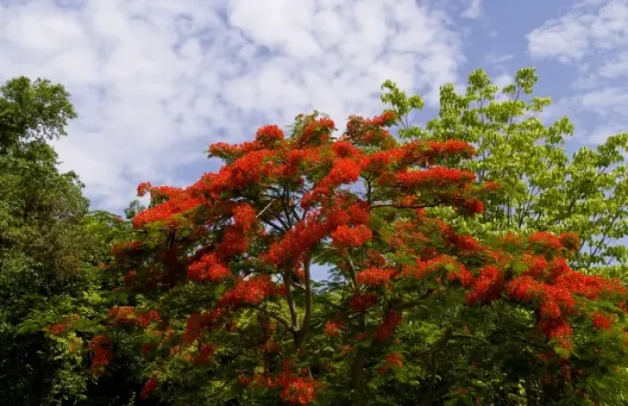 Framed Print : Famous gravesite and red tree of Alberto del Gado Gado a successful spy for Cuba