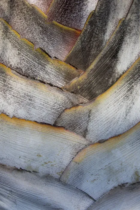 Framed Print : Fan detail of travelers palm tree, Maui, Hawaii