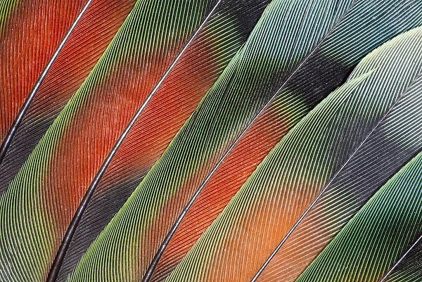 Fanned out Lovebird Tail Feathers