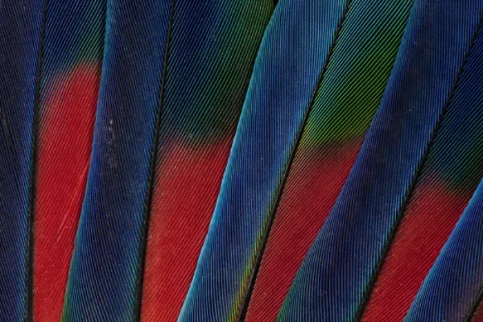 Framed Print : Fanned out Tail Feathers of the Blue headed Pionus Framed Print : Fanned out Tail Feathers of the Blue headed Pionus