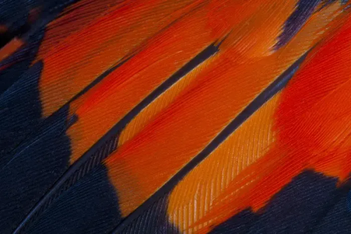 Framed Print : Fanned out Wing Feathers in Red, Orange and Black