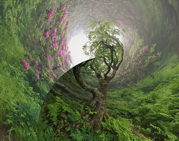 Fantasy version of Path through Catawba Rhododendron, Craggy Gardens, North Carolina