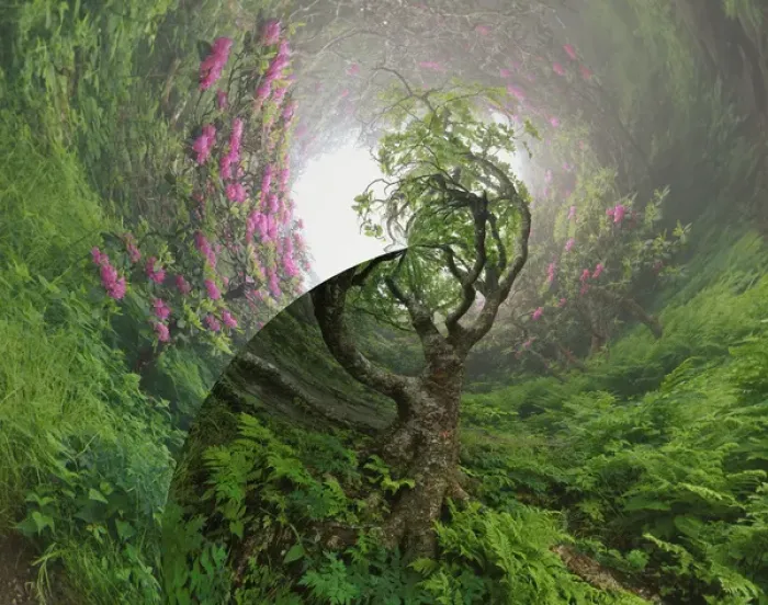 Framed Print : Fantasy version of Path through Catawba Rhododendron, Craggy Gardens, North Carolina Framed Print : Fantasy version of Path through Catawba Rhododendron, Craggy Gardens, North Carolina