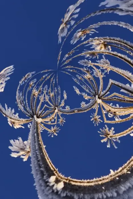 Framed Print : Fantasy version, Skyward view of Cow Parsnip in winter covered in morning frost, Homer Framed Print : Fantasy version, Skyward view of Cow Parsnip in winter covered in morning frost, Homer