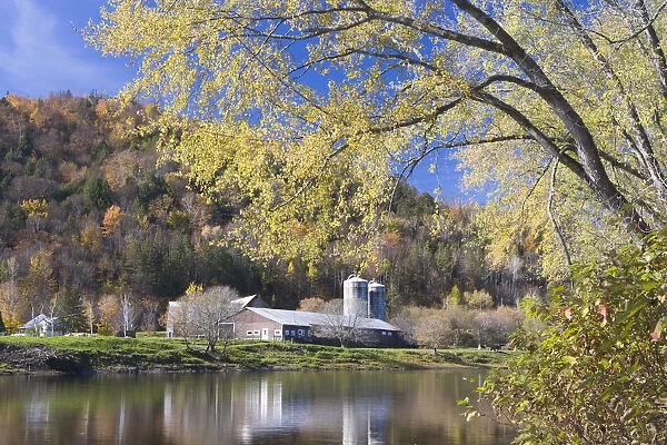 A farm on the Connecticut River in Maidstone, Vermont. Silver maple. Fall