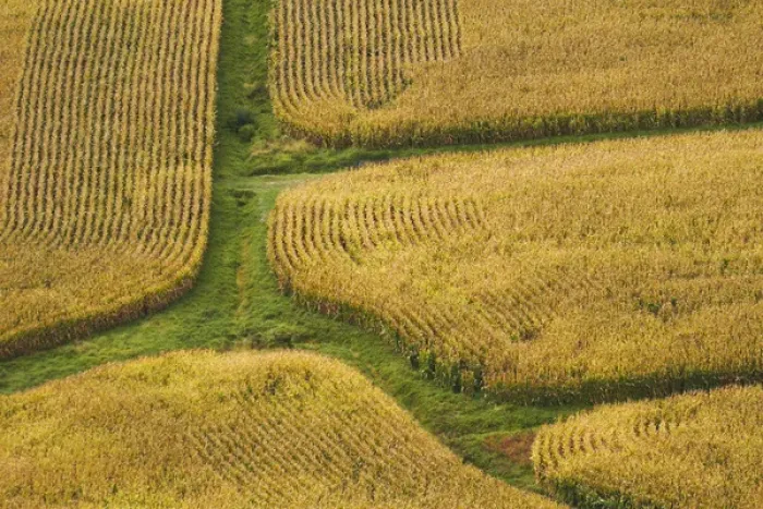 Framed Print : Farm crops, Rukuhia, near Hamilton, Waikato, North Island, New Zealand - aerial