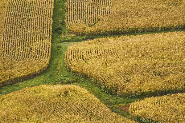 Farm crops, Rukuhia, near Hamilton, Waikato, North Island, New Zealand - aerial