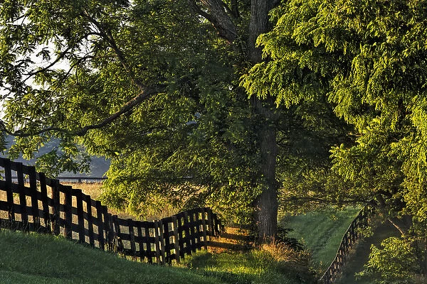 Farm fence at sunrise, Oldham Co. Kentucky