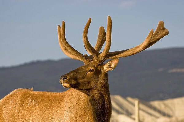 Farm-reared Rocky Mountain elk are bred to maximize genetic qualities, then introduced