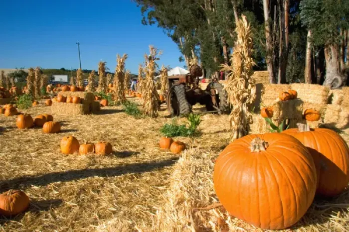 Framed Print : A farm selling pumpkins near San Rafael, California