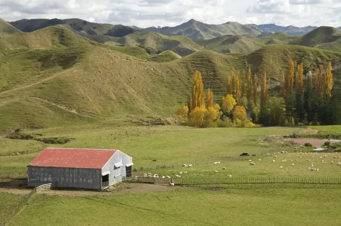 Framed Print : Farm Shed and Autumn Colour, near Ruanui, Rangitikei District Central North Island Framed Print : Farm Shed and Autumn Colour, near Ruanui, Rangitikei District Central North Island