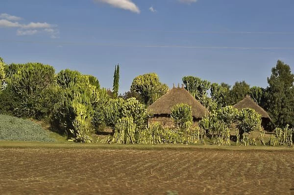 A farmed field in front of thatched roof houses surrounded by catus along the main