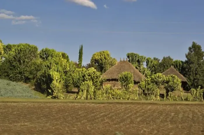 Framed Print : A farmed field in front of thatched roof houses surrounded by catus along the main