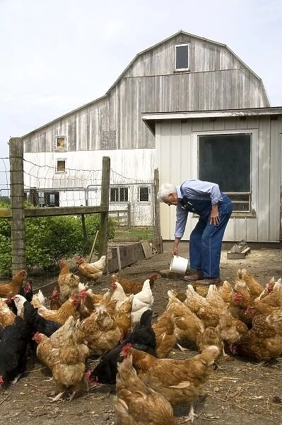 Farmer feeding his chickens on a farm in Lenawee County, Michigan. (MR)