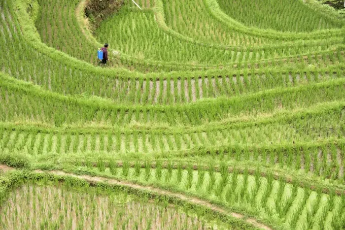 Framed Print : Farmer fertilizing on rice terrace in the mountain, Jiabang, Guizhou Province, China