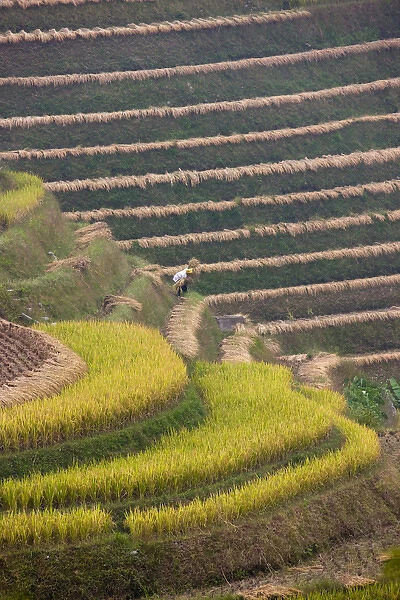 Farmer harvesting rice on the terrace in the mountain, Longsheng, Guangxi, China