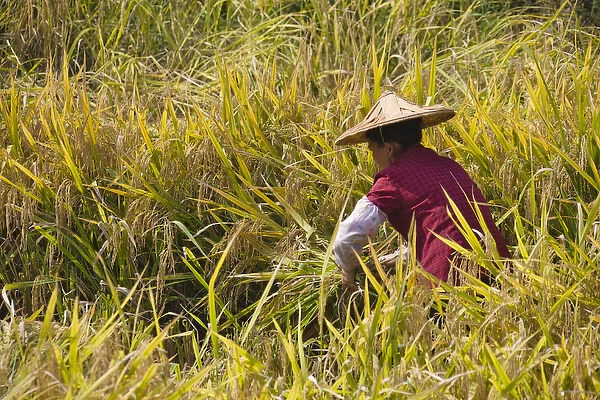 Farmer harvesting rice on the terrace, Yongding, Fujian, China