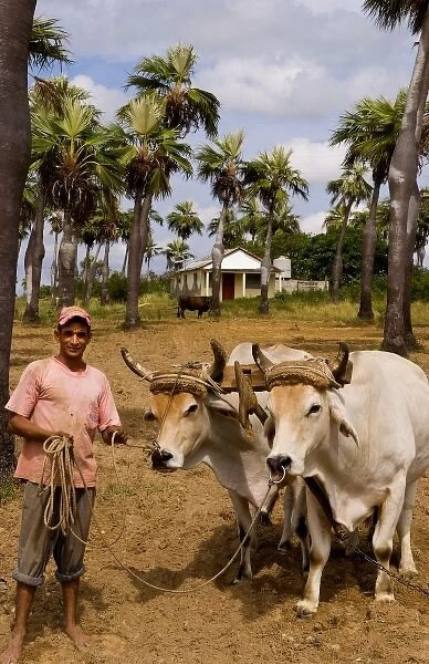 Farmer with oxen in tobacco fields in primative methods in Sierra del Rosario Cuba