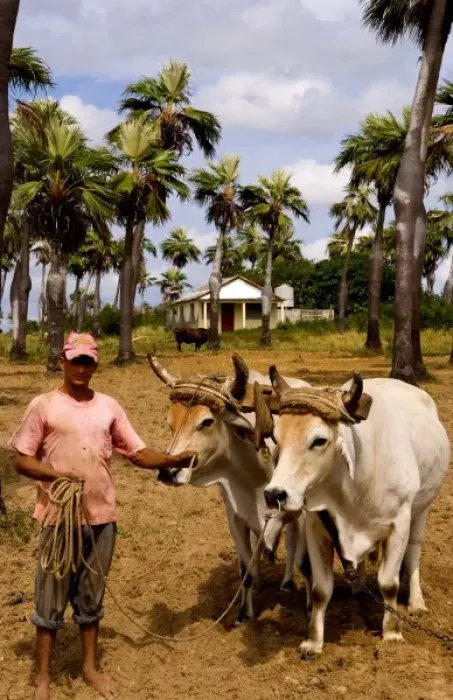 Framed Print : Farmer with oxen in tobacco fields in primative methods in Sierra del Rosario Cuba Framed Print : Farmer with oxen in tobacco fields in primative methods in Sierra del Rosario Cuba
