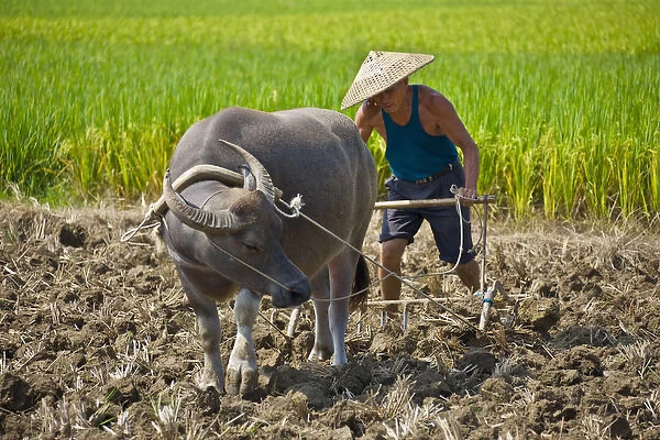 Farmer ploughing with water buffalo, Yangshuo, Guangxi, China (MR)