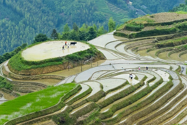 Farmer plowing water filled rice terrace with water buffalo, Longsheng, Guangxi Province
