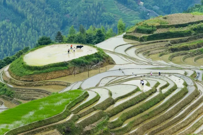 Framed Print : Farmer plowing water filled rice terrace with water buffalo, Longsheng, Guangxi Province Framed Print : Farmer plowing water filled rice terrace with water buffalo, Longsheng, Guangxi Province