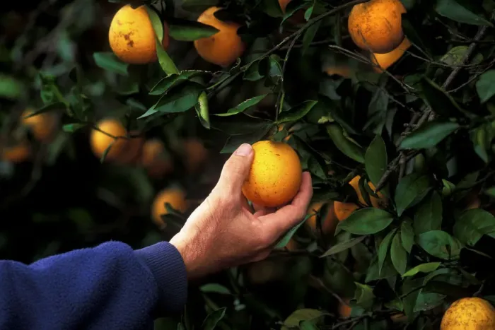 Framed Print : Farmer Showing Beautiful Orange Groves Framed Print : Farmer Showing Beautiful Orange Groves