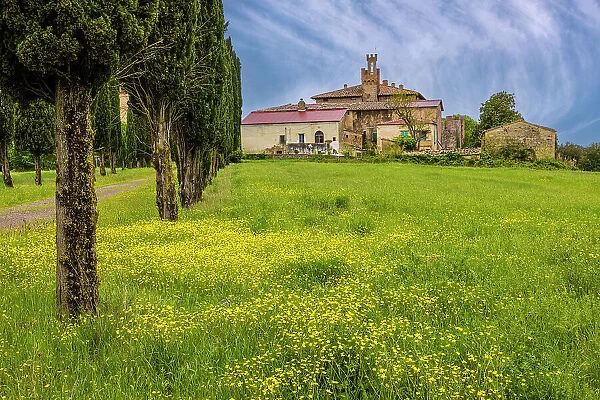 Farmhouse with access road lined by Cypress tree row. Yellow mustard field. Montalcino. Tuscany, Italy. (Editorial Use Only)