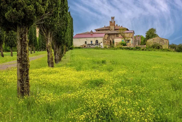 Framed Print : Farmhouse with access road lined by Cypress tree row. Yellow mustard field. Montalcino. Tuscany, Italy. (Editorial Use Only)